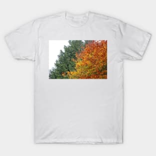 Coloured Leaves in Autumn T-Shirt